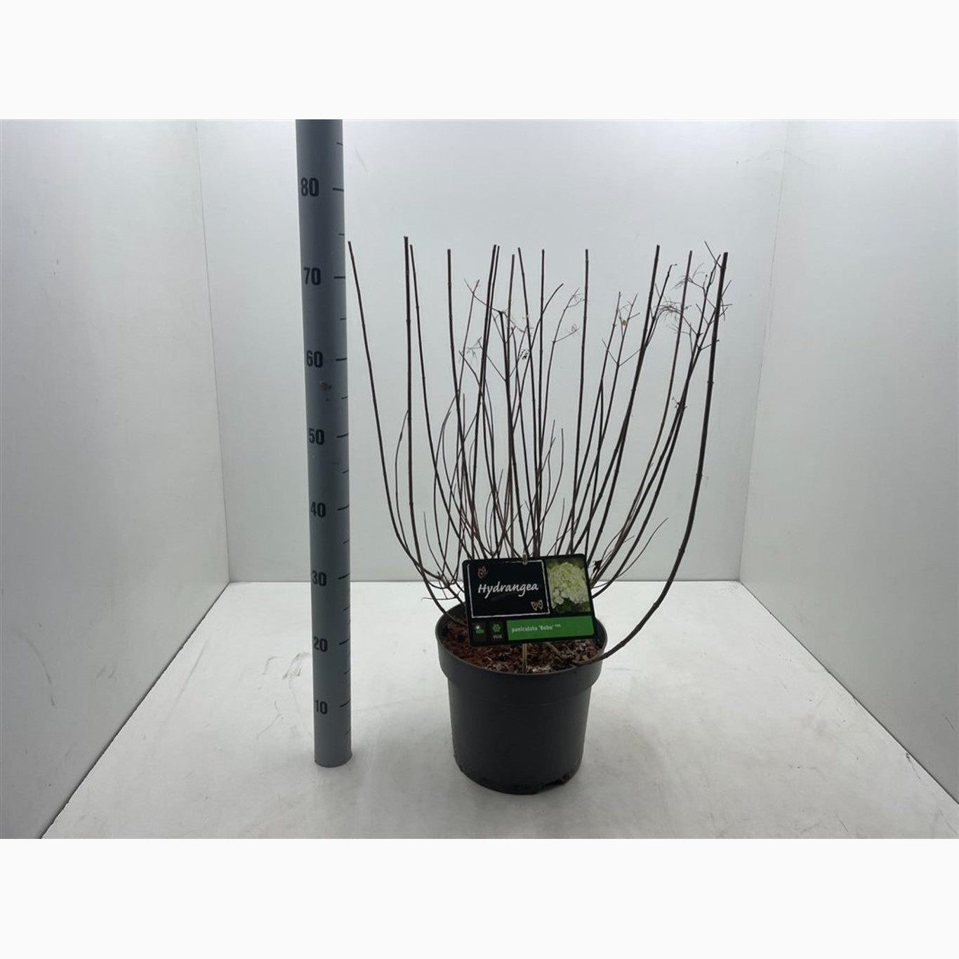 Syrenhortensia – Hydrangea paniculata 'Bobo' - C7,5